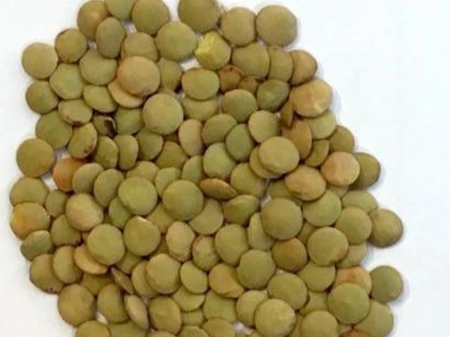 عدس درشت روس ( حبوبات )