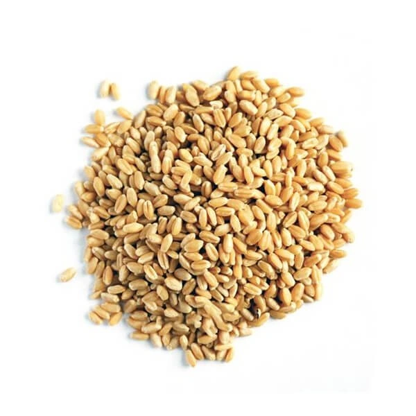 گندم حلیم ( حبوبات )